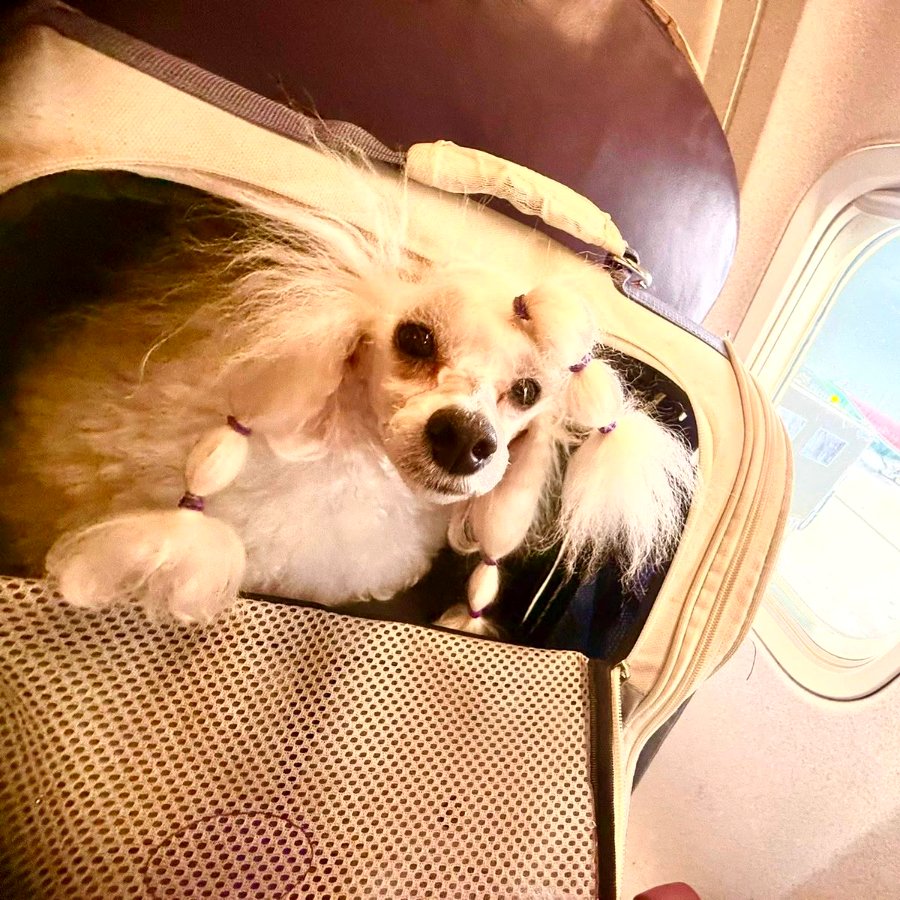 Poodle en transportadora