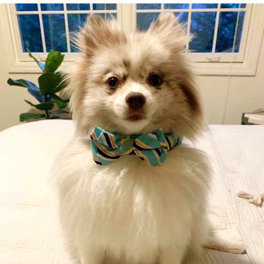 Pomeranian con moño