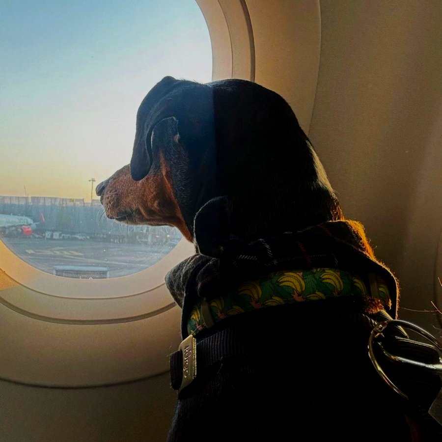 Dachshund al amanecer