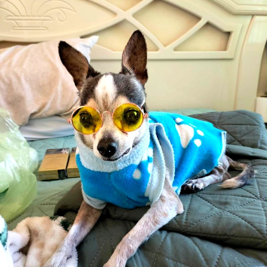 Chihuahua con lentes amarillos